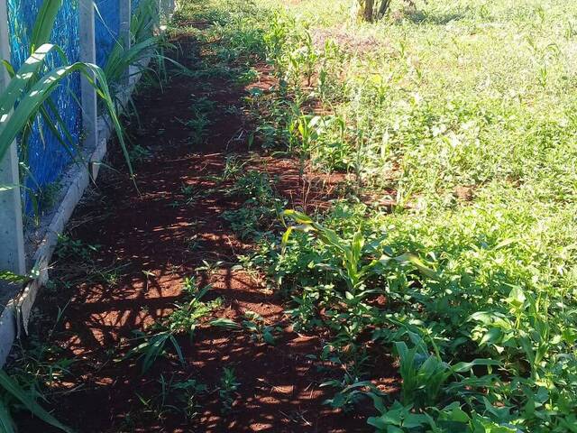 Chácara para Venda em Arapongas - 4