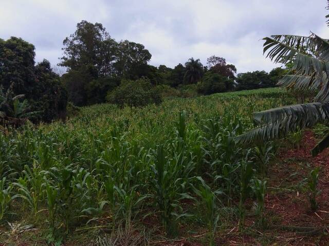 #4376 - Chácara para Venda em Pitangueiras - PR - 2
